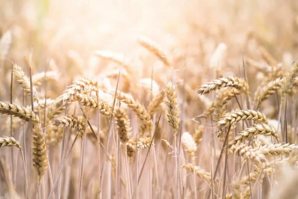 Stalks of Wheat