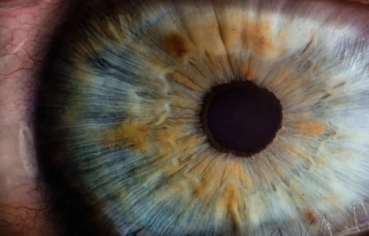 close up shot of an eye
