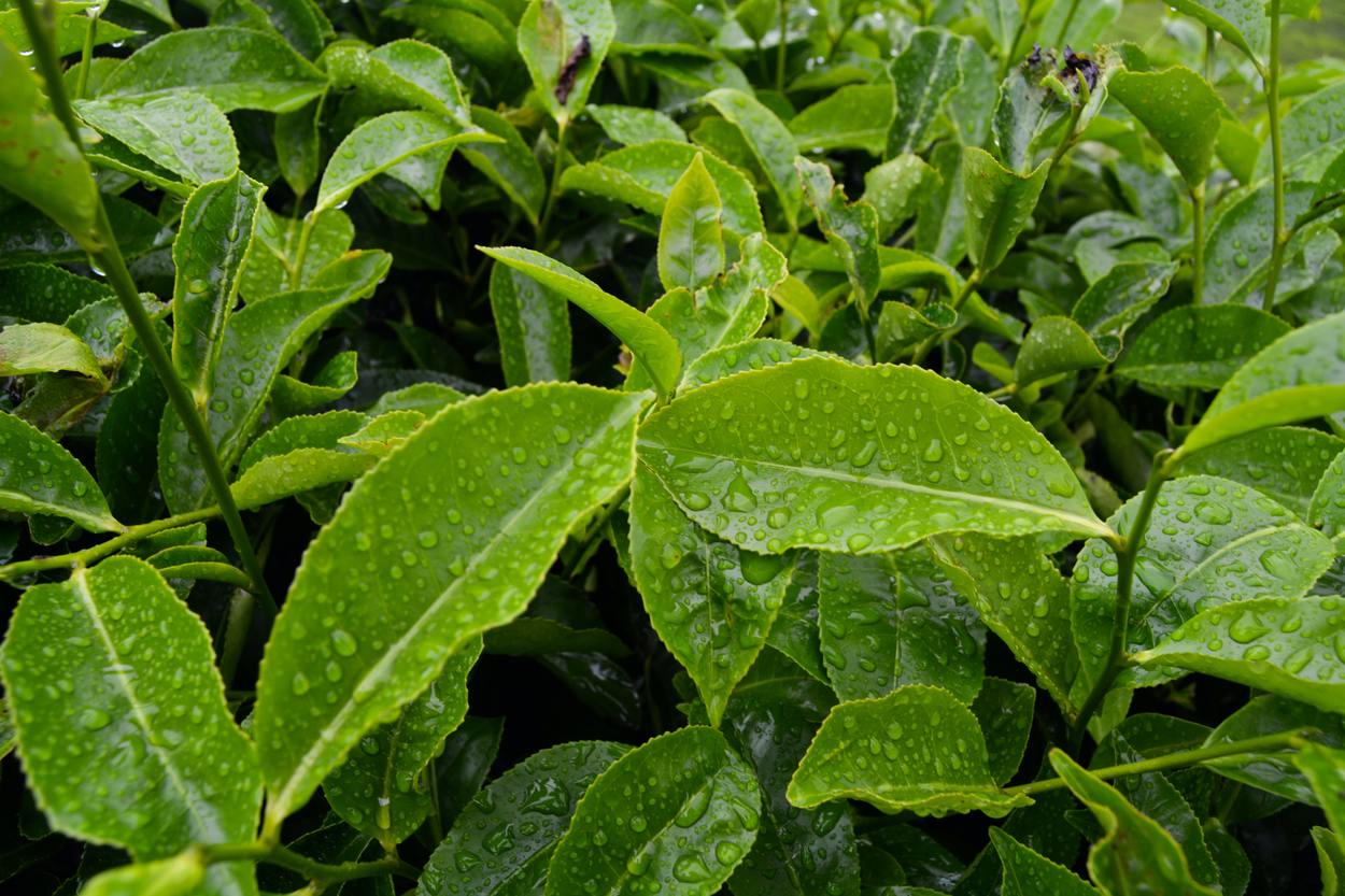 Image of green tea leaves from a green tea field