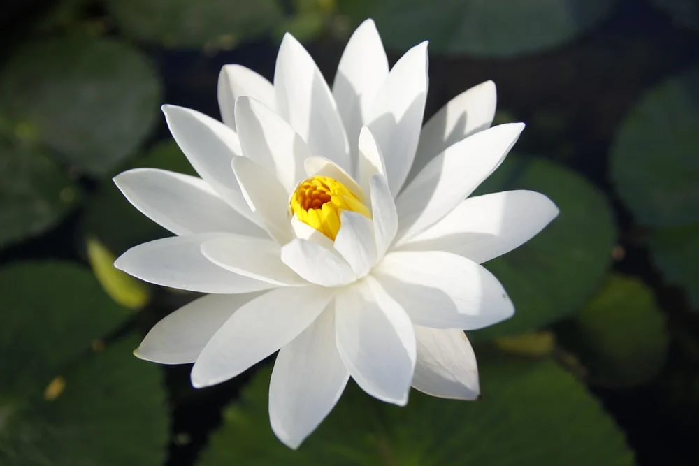 Lotus plant