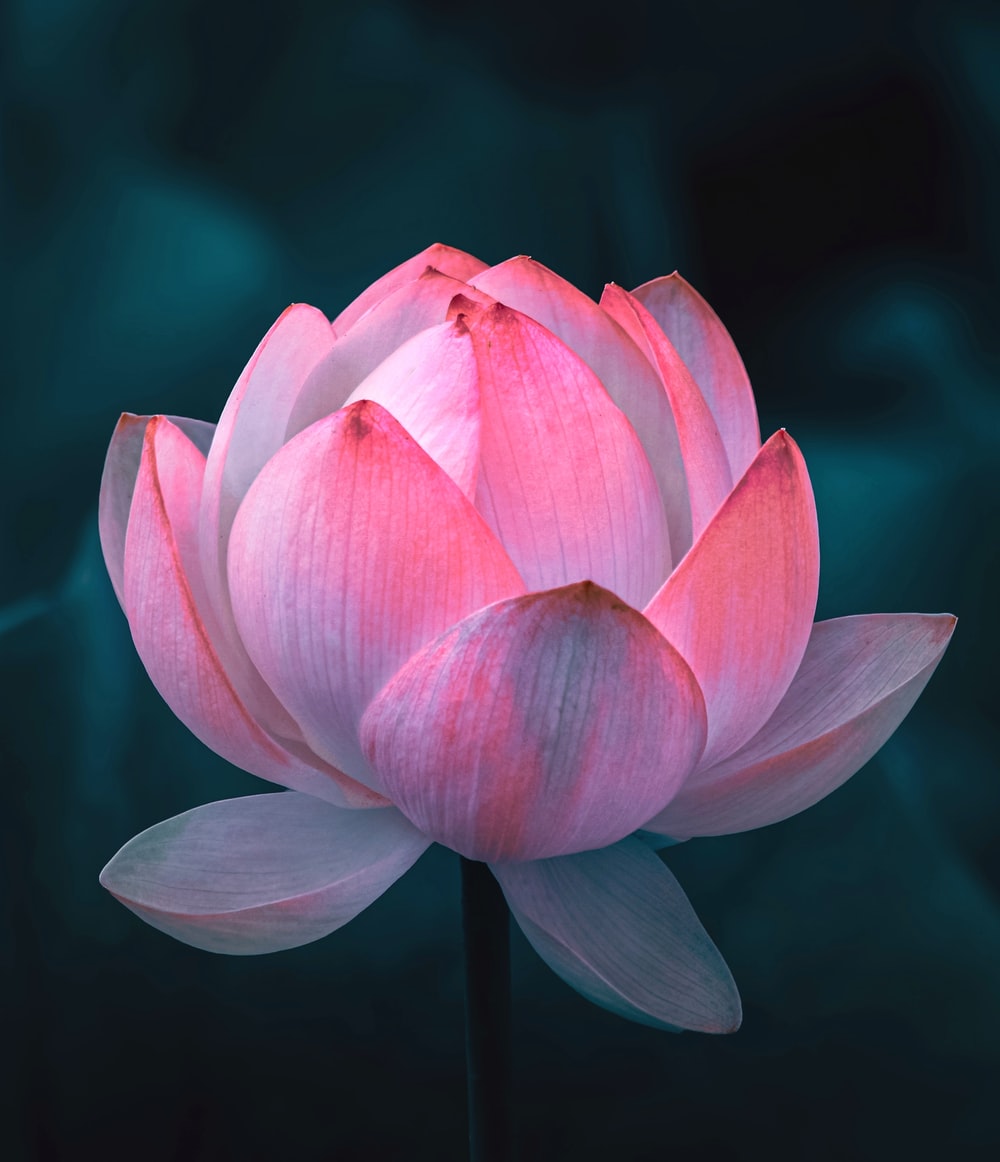 Lotus plant in lotus energy drink