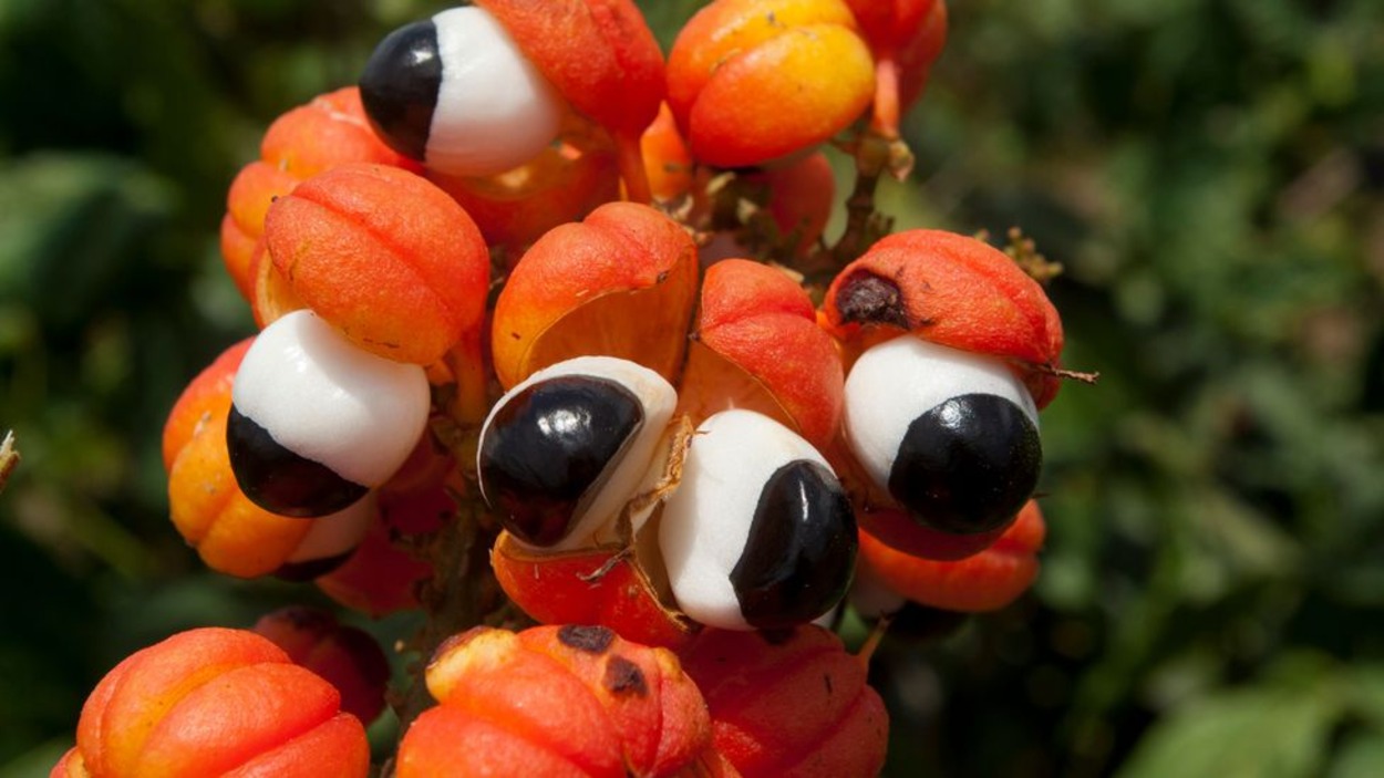 Guarana contains four times as much caffeine as coffee beans, so it can definitely make you angry!